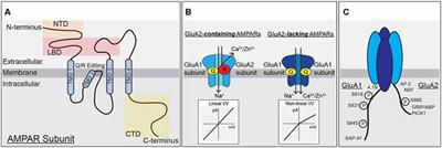 Phosphorylation-Dependent Regulation of Ca2+-Permeable AMPA Receptors During Hippocampal Synaptic Plasticity